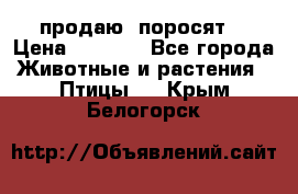 продаю  поросят  › Цена ­ 1 000 - Все города Животные и растения » Птицы   . Крым,Белогорск